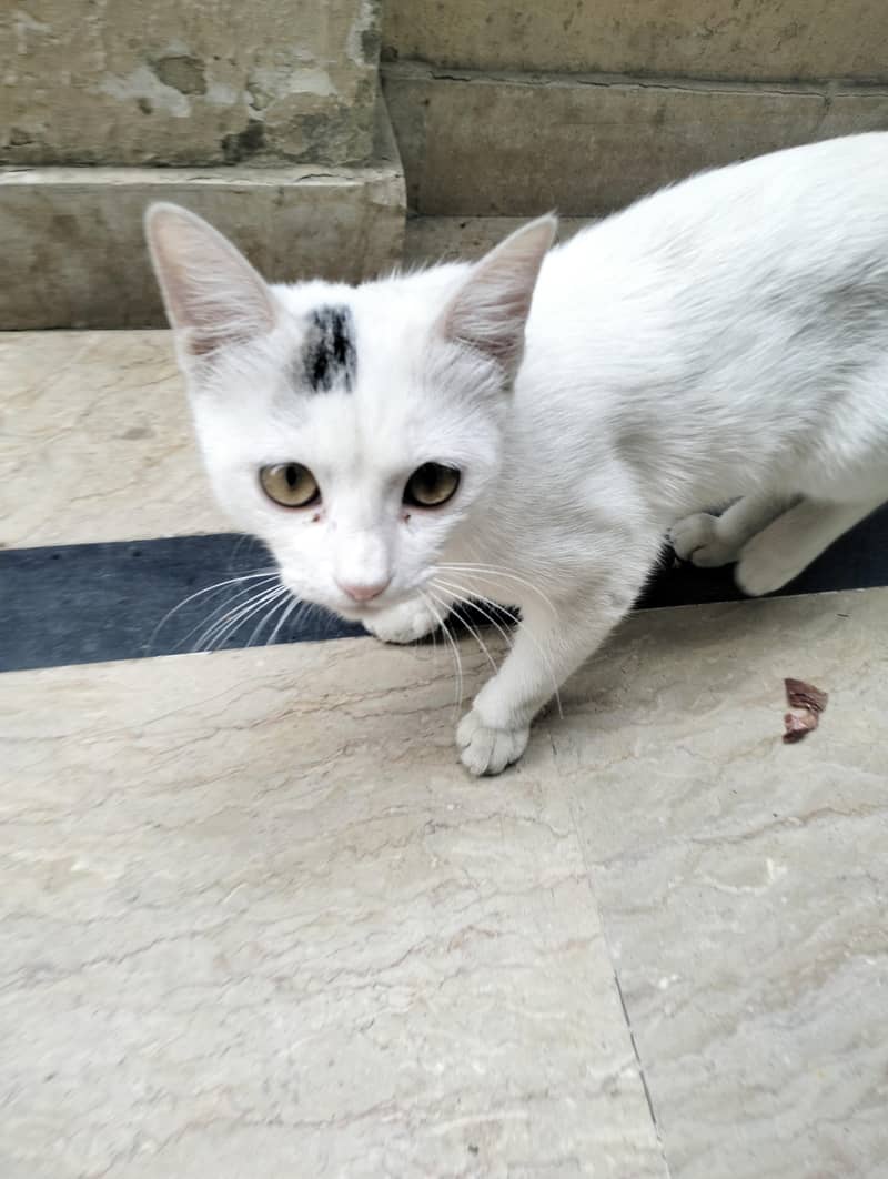 Persian Cat 6