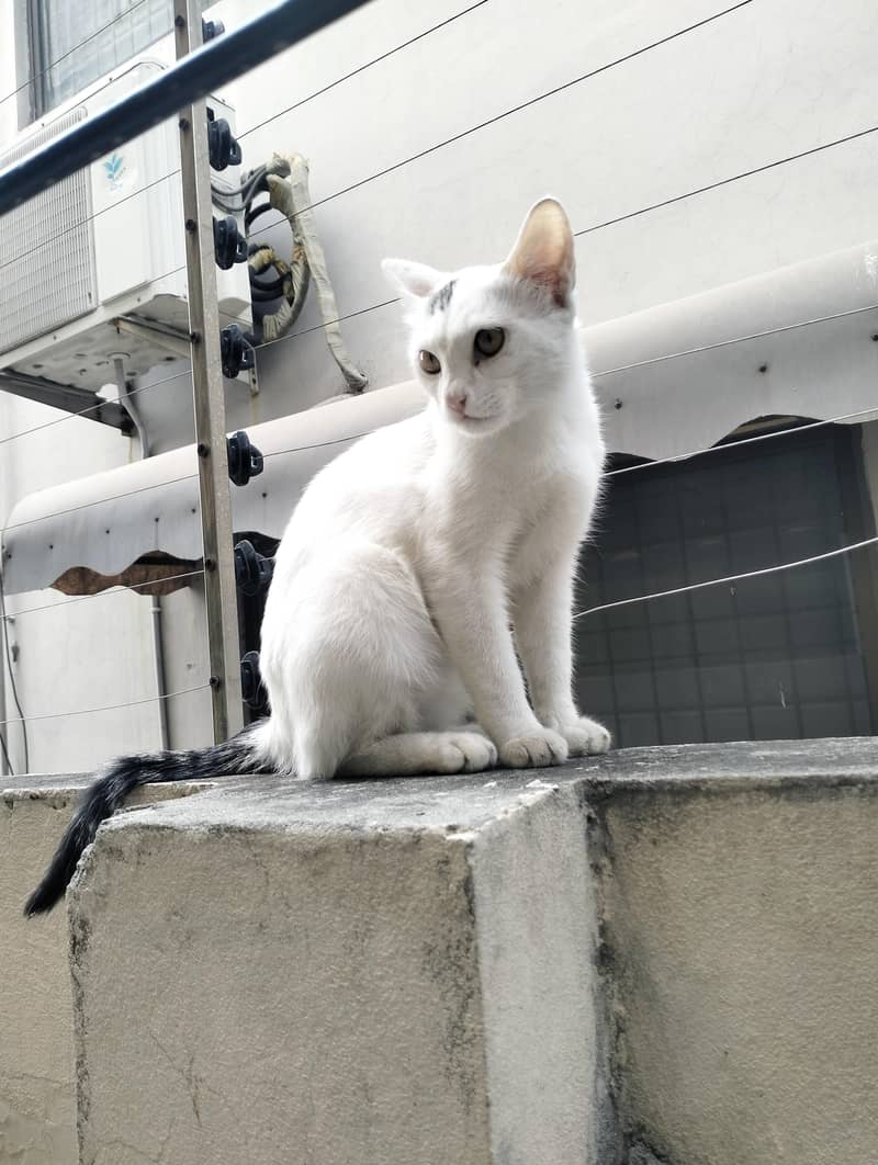 Persian Cat 7