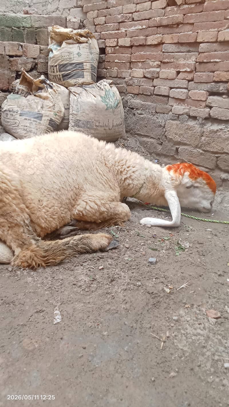 Desi chatra 2