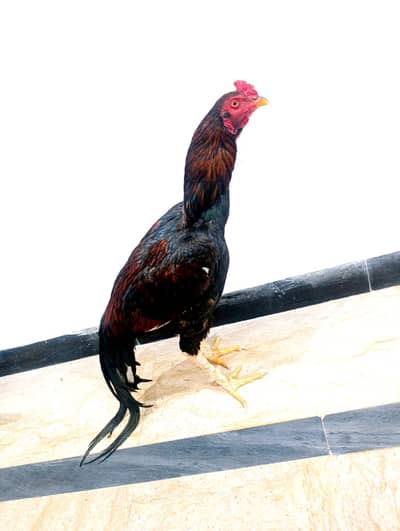 Aseel High Quality [Band Gaddi] Mianwali Chicks for sale