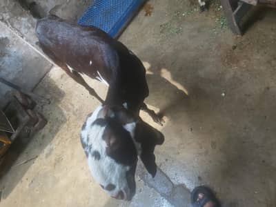 qurbani