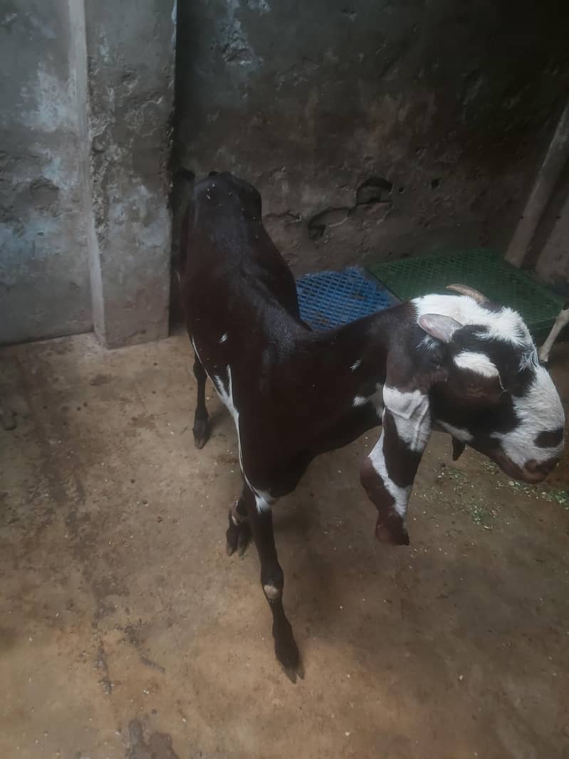 qurbani 1