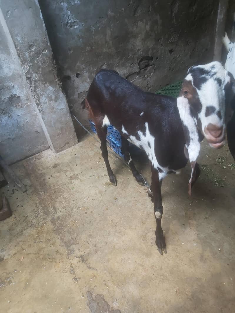 qurbani 2
