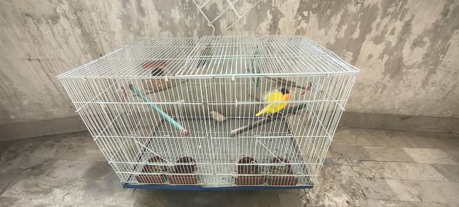 PARROTS WITH CAGE FOR SALE