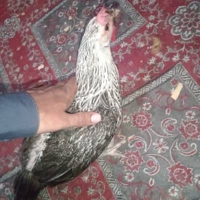 Desi Aur Misri Anday Wali Murgiyan, Astrolab For Sale