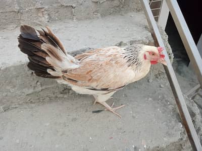 Desi Aur Misri Anday Wali Murgiyan, Astrolab For Sale
