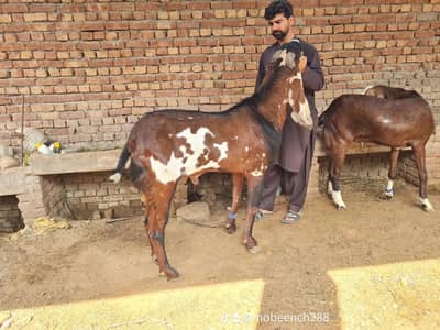 Heavy weght andu bakra for sale