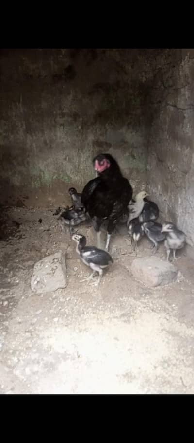 Thai dragon chicks for sale