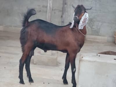Bakra for sell