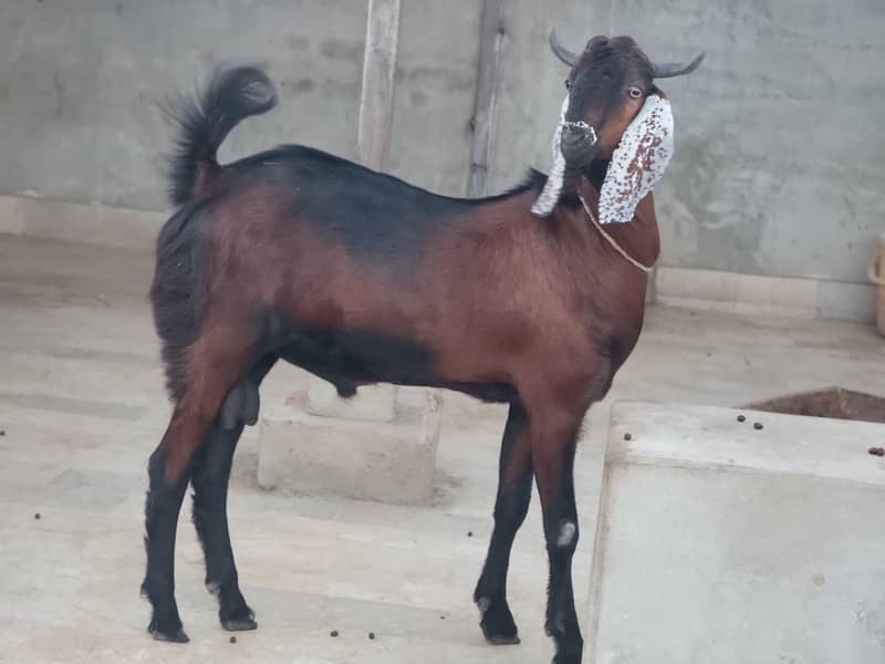 Bakra for sell 0