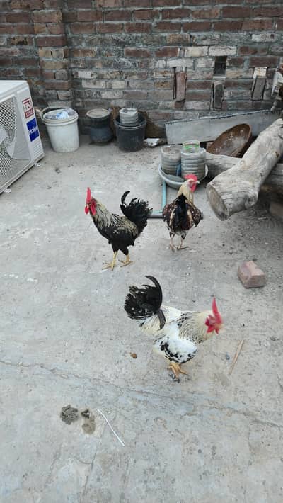 5 Golden Misri Male Hens 3 Aseel Males 2 Aseel females for Sale