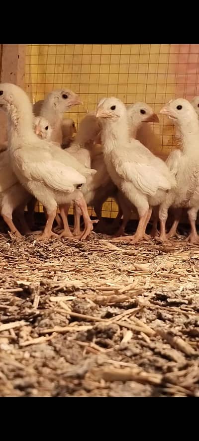 white king O German SHAMO chicks available age 1 month location