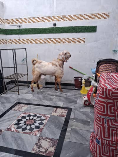 Desi Bakra 1600 month ka hy