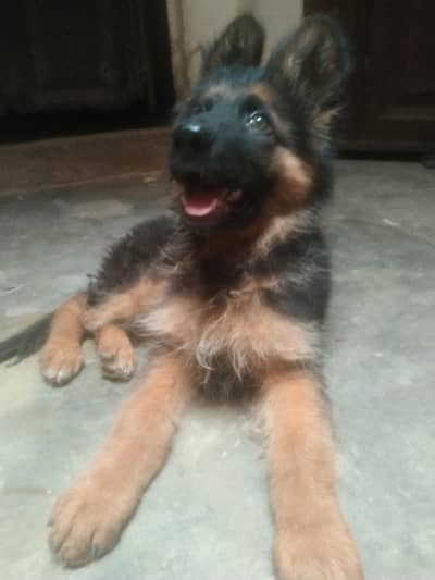 full long cout German shepherd puppy