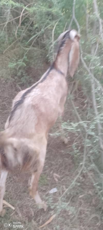 Bakra for sale