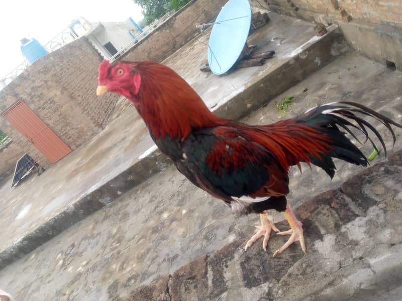 Aseel 4