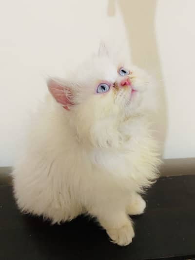 Ex Punch Face Persian Female Cat