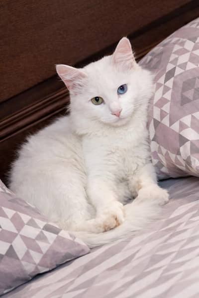 Pure Turkish Angora Female Cat available for sale