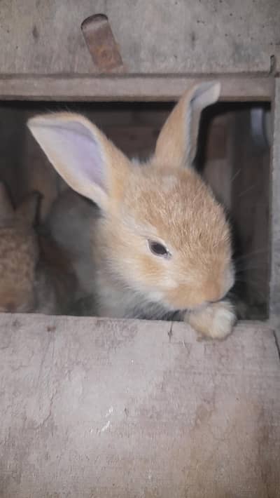 Giant flemish Rabbit babies urgent sale