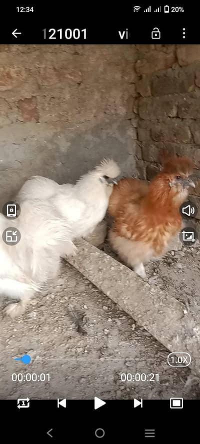 polish and silky hen for sale