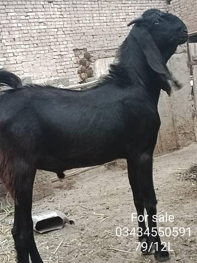 qarbani k janvr