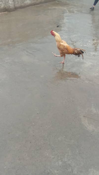 Mix breeders male female hens and cock's