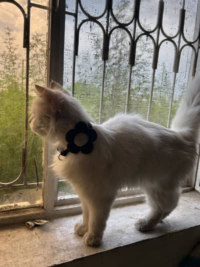 Cat for sale