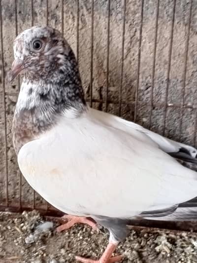 teddy kaboter and tcb budgies and albino parrot