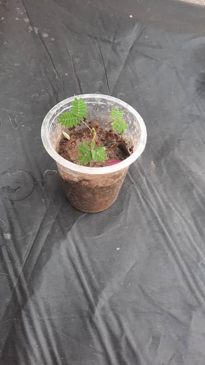 Chuwi Muwi Plants Available