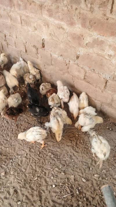 Sussex Brahma Silkie chicks