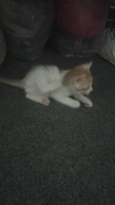 Cute kittens