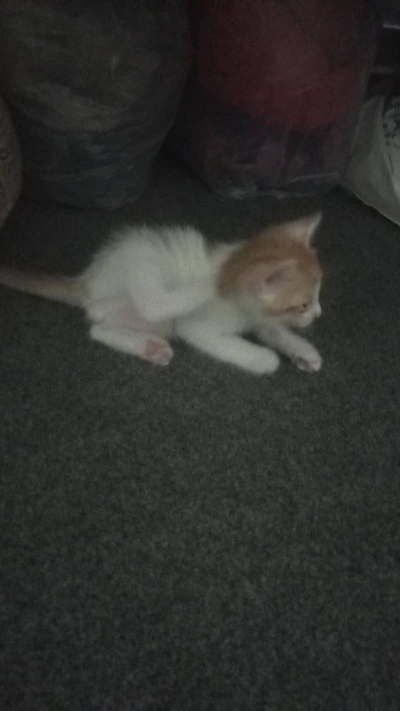 Cute kittens 0