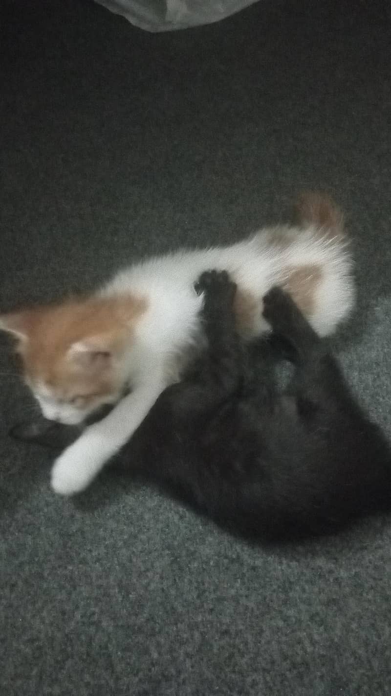 Cute kittens 1