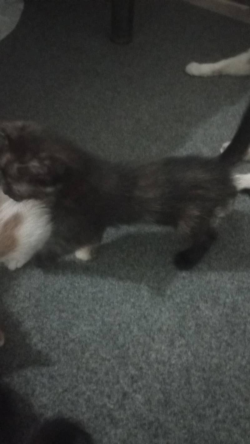 Cute kittens 2