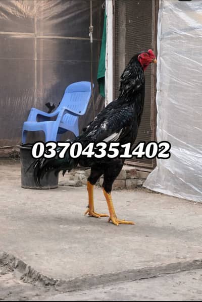 Big size shamo pair for sale