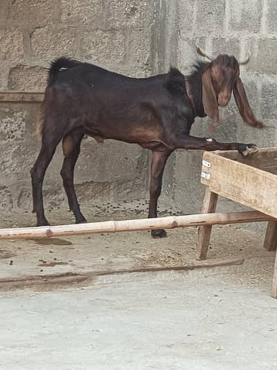2 Danth Bakra for Sale