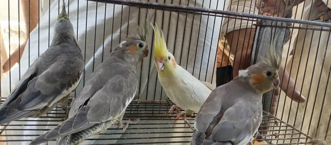 cockteil 2 pair for sale