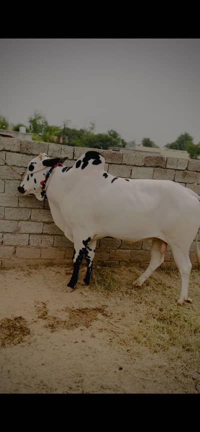 Fateh Jangi Bull
