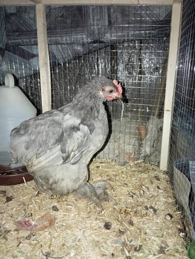 bantam trio 0 size male available for sale