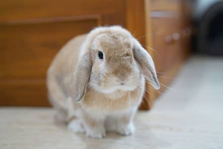 Loop Rabit Bunnies Ready To Go New Home