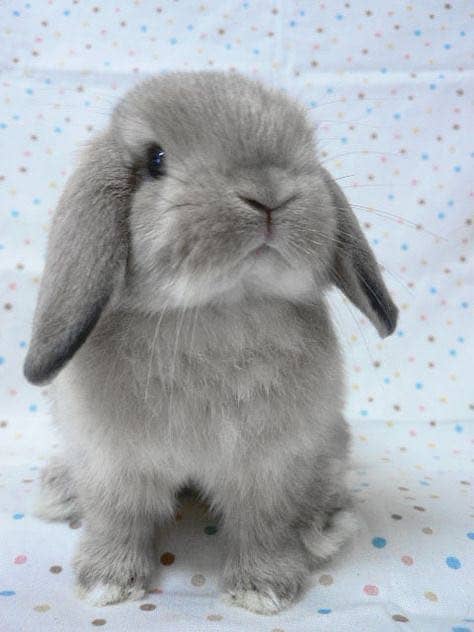 Imported Rabbits 1