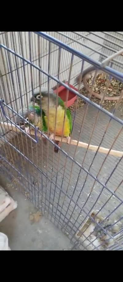 pair for sale