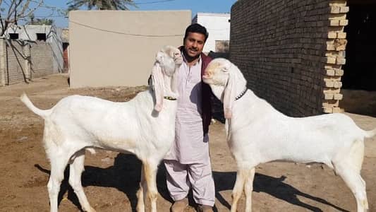 2 Bakre Qurbani ke liye For Sale __03134947622
