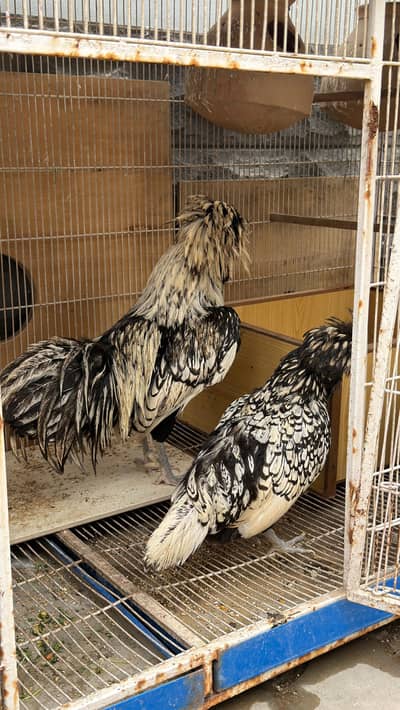 polish pairs for sale healthy active