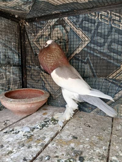magpie male 5000   and frill  pair 8 kali 6000