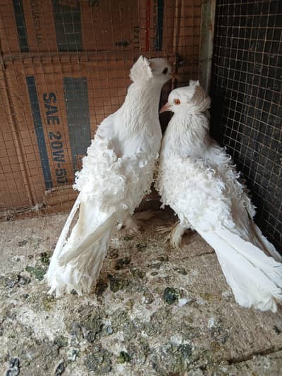 frill  pair 8 kali 6000