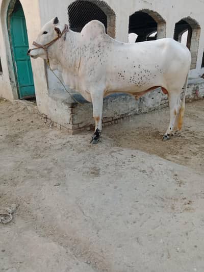 Bull for Sale
