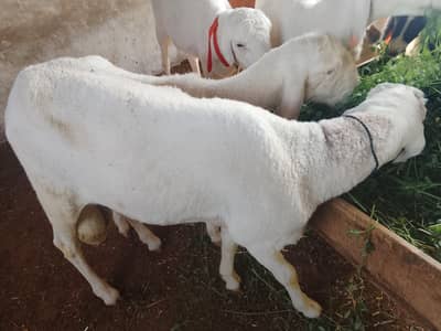 All dumbe For sell