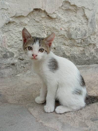 Beautiful Baby Cats Available