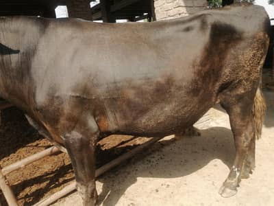 3 Bull Weray 1 bafflow 1 kata
